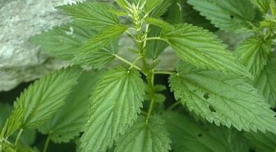 Herbal decoctions for treating varicose veins