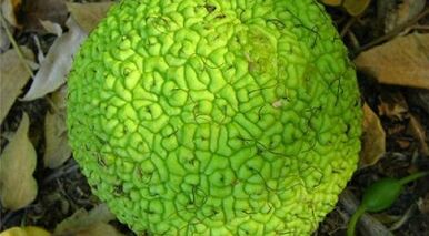 Infusion formula for treating varicose veins