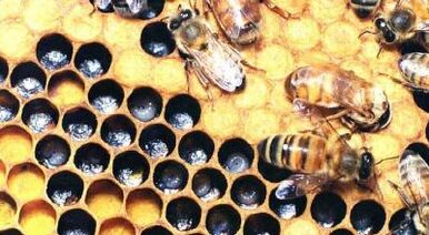 Treating varicose veins with bee products